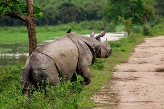 kaziranga-offbeat-jungle-safari