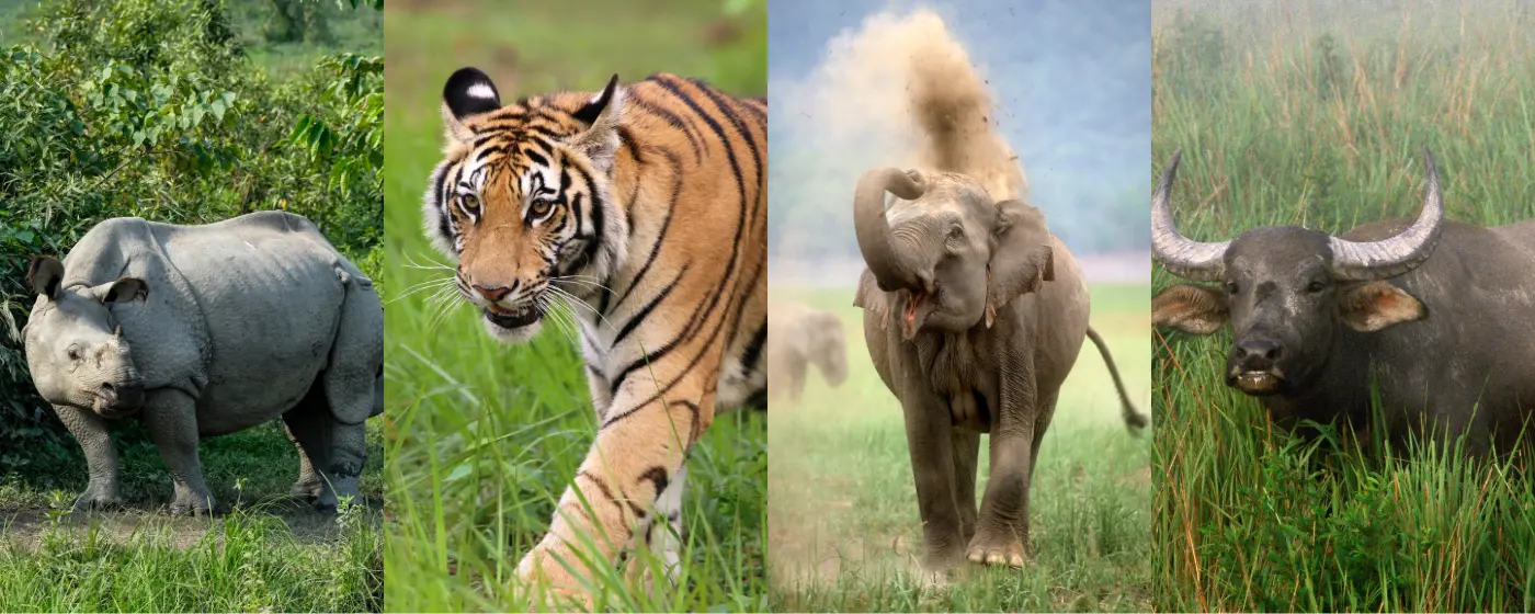 Offbeat-TigerReserve