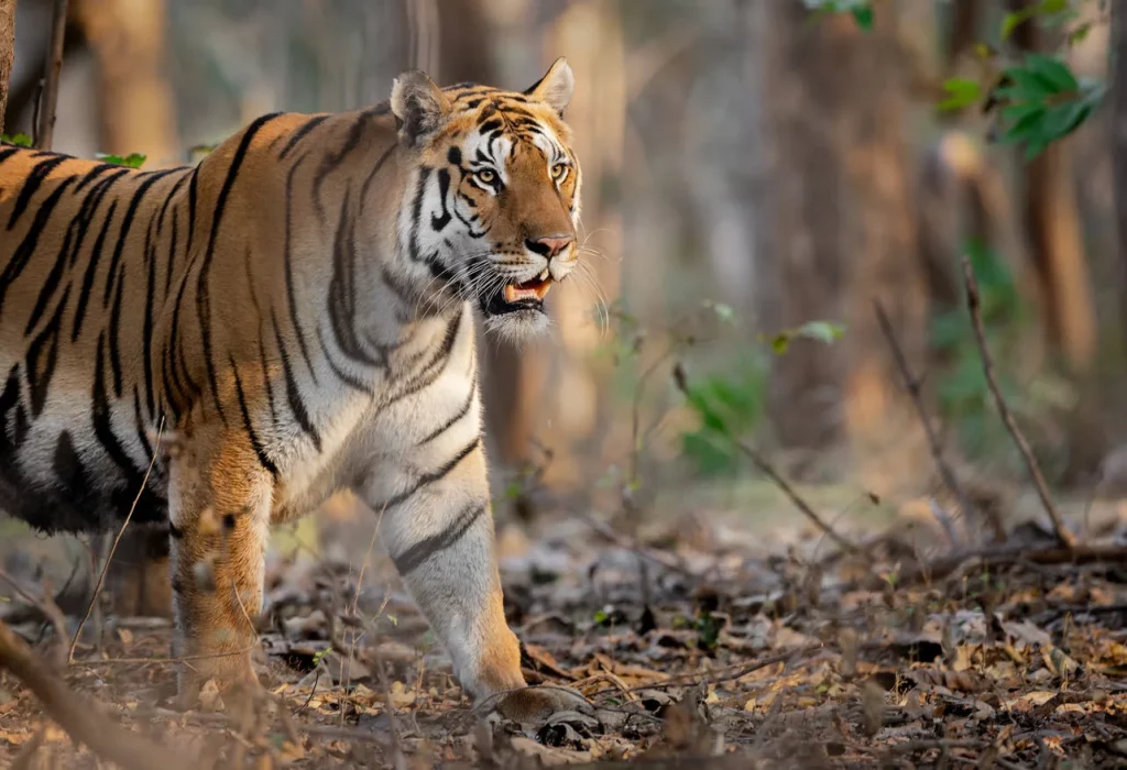 Golden Triangle and Ranthambore Tour