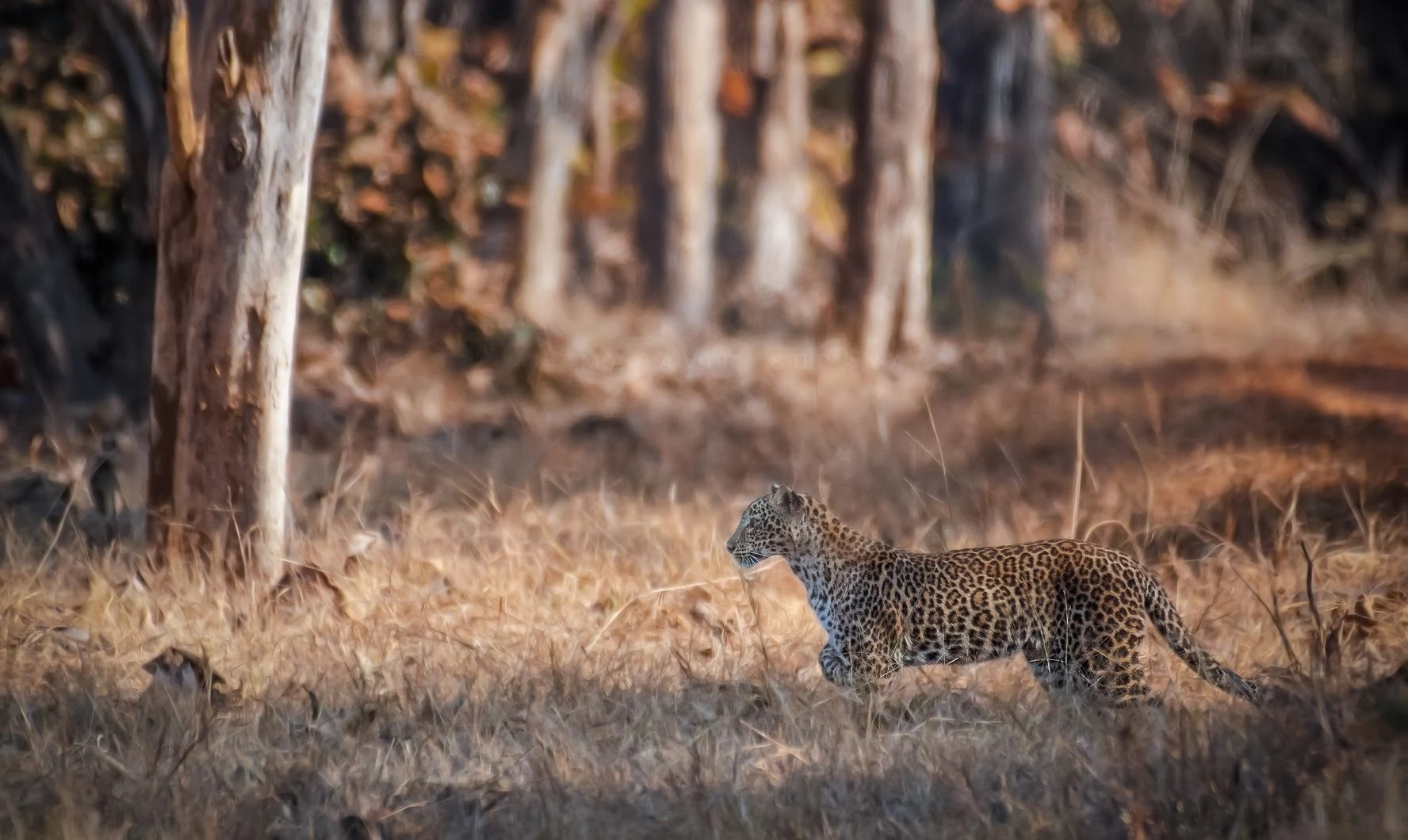 Top Leopard Safari India Top Leopard Safari India