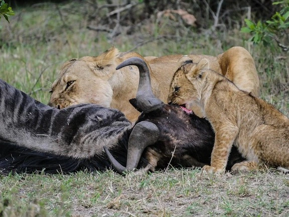 lion-famous-masai-mara