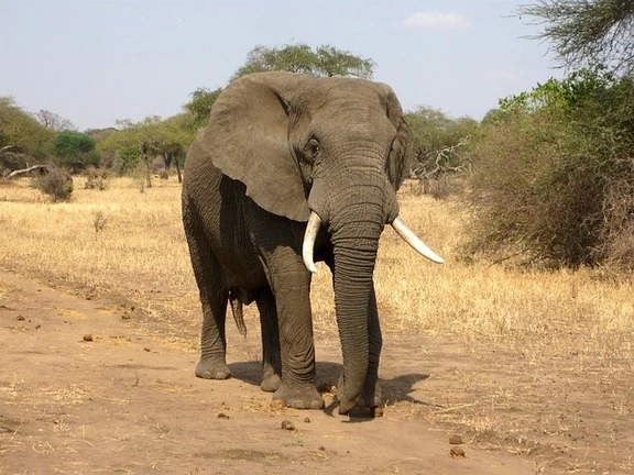 elephant-masai-mara
