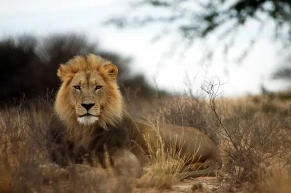 lion-masai-mara