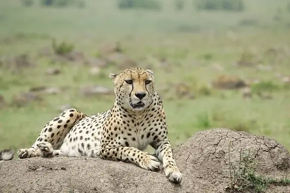 leopard-masai-mara