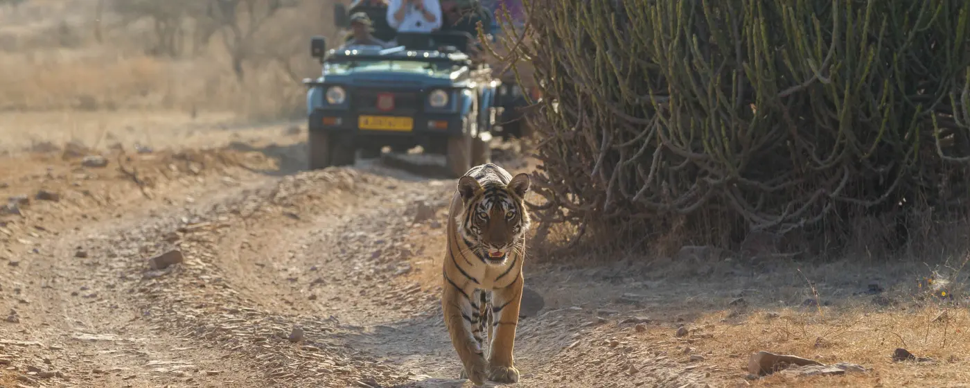 Ranthambore Fixed Departure