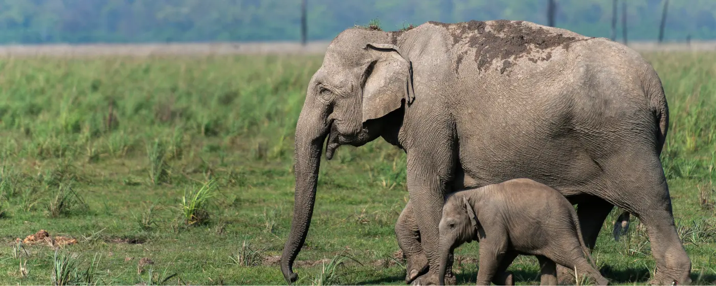 Corbett Fixed Departure Corbett Fixed Departure