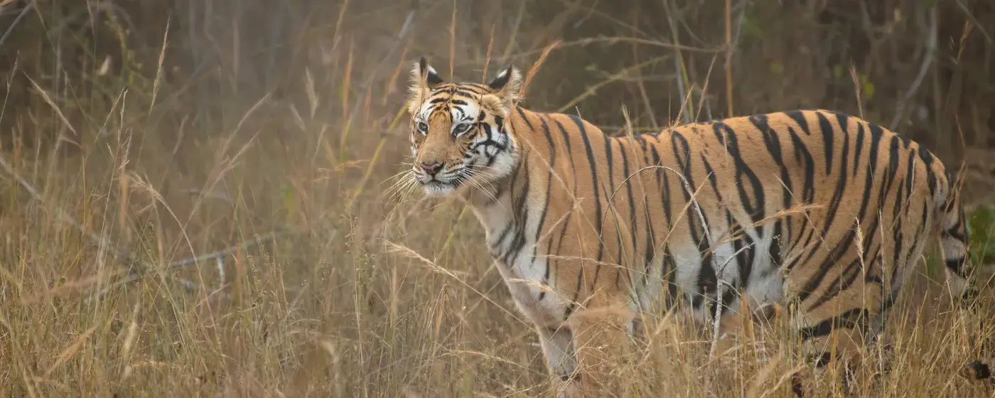 Tadoba Fixed Departure