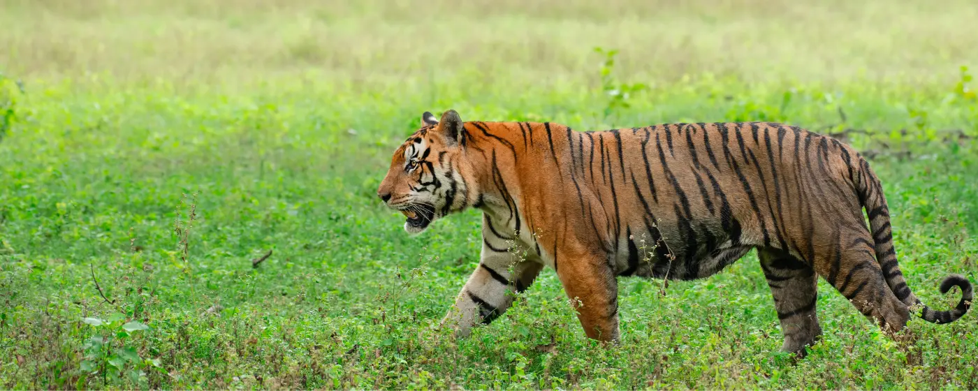 Bandhavgarh Fixed departure