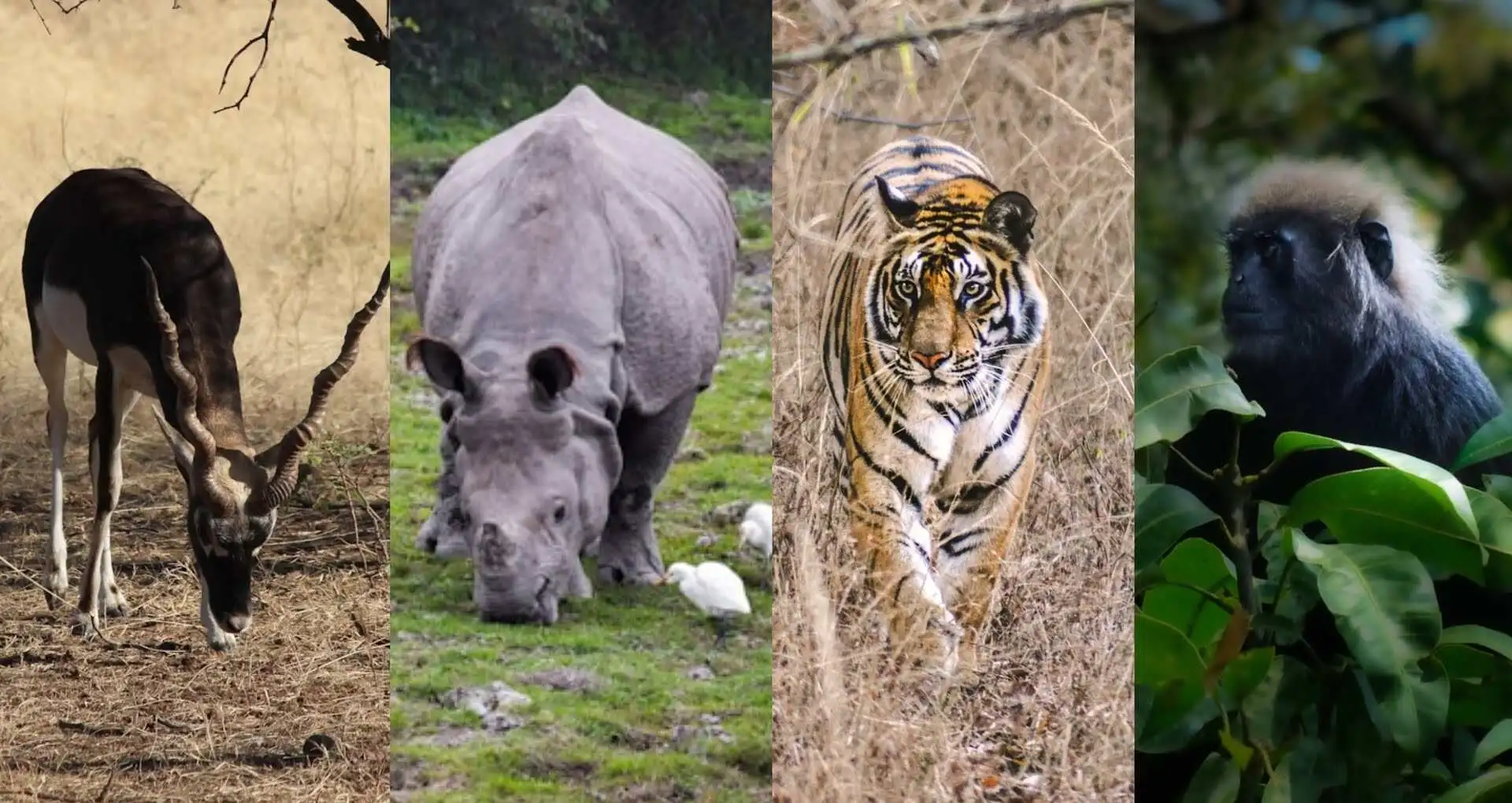 top-national-park-wildlife-safari Top national park for wildlife Safari in India