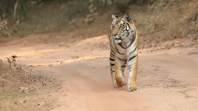 Banadhvagarh National Park Banadhvagarh National Park