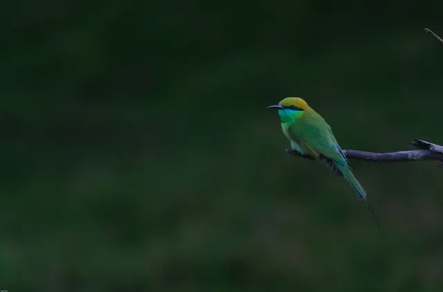 Satpura National Park Satpura National Park