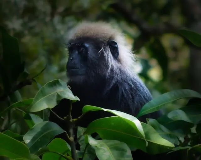 Periyar National Park Periyar National Park