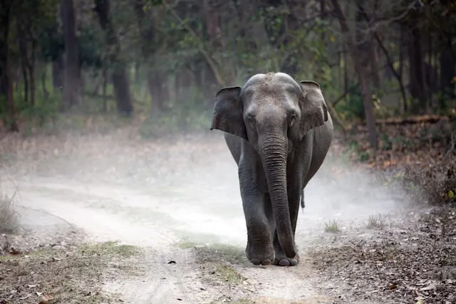 Jim Corbett Tiger reserve Jim Corbett Tiger reserve