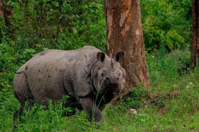 Kaziranga National Park Kaziranga National Park