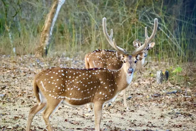 Nagarhole National Park Nagarhole National Park