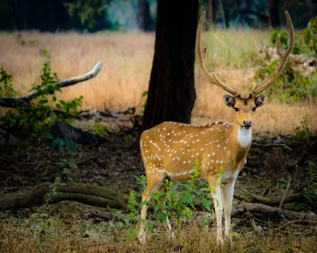 Kanha National Park Kanha National Park