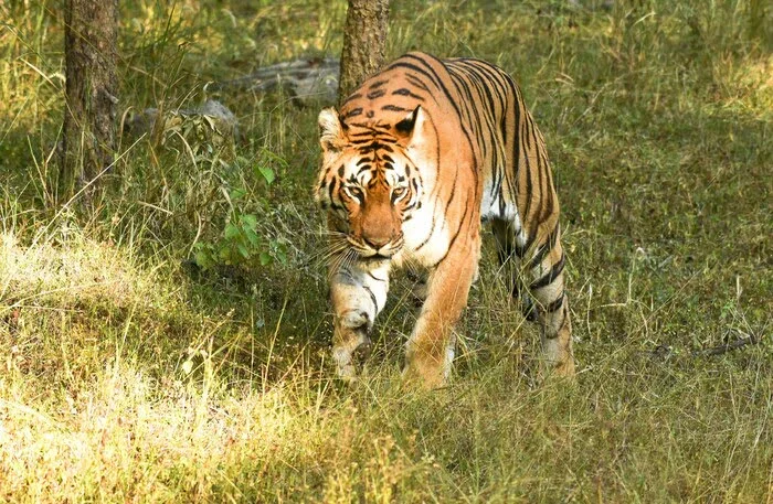 Pench Tiger Reserve Pench Tiger Reserve