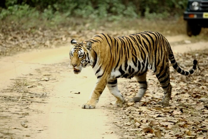 Kanha Tiger Reserve Kanha Tiger Reserve