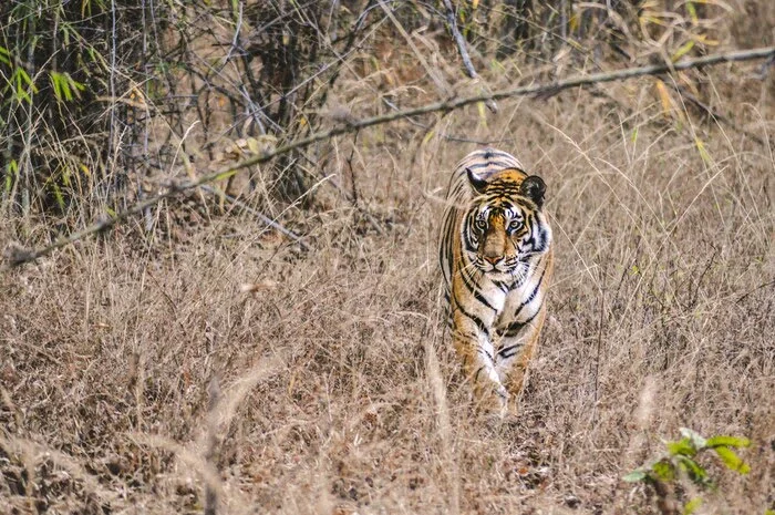 Bandhvagarh Tiger reserve Bandhvagarh Tiger reserve