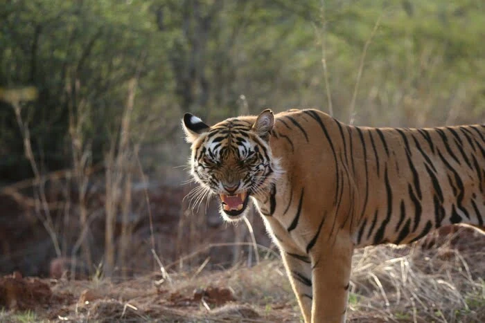 Ranthambore Tiger reserve Ranthambore Tiger reserve