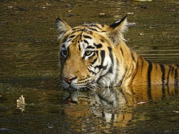 Tadoba Tiger reserve Tadoba Tiger reserve