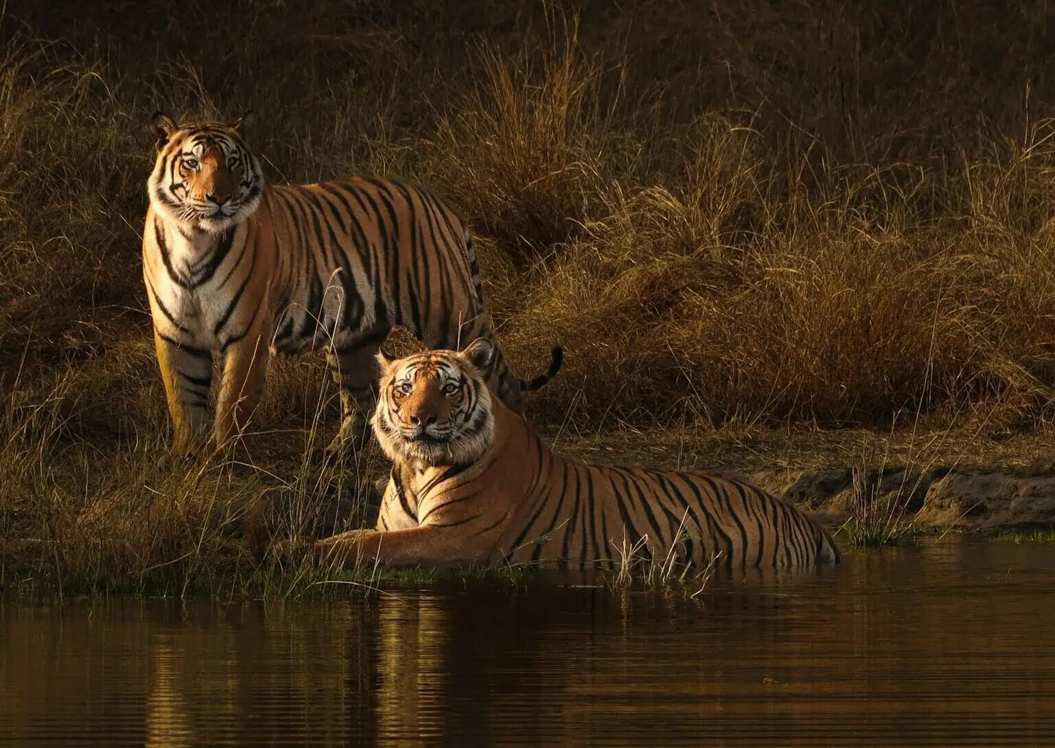 Tiger Sighting Tiger Reserves in India Tiger Sighting Tiger Reserves in India