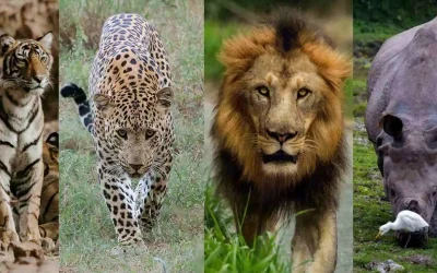 Top Five Wildlife Safari Packages in India