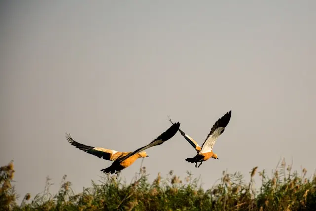 Bird In Mangalajodi Odisha Bird In Mangalajodi Odisha