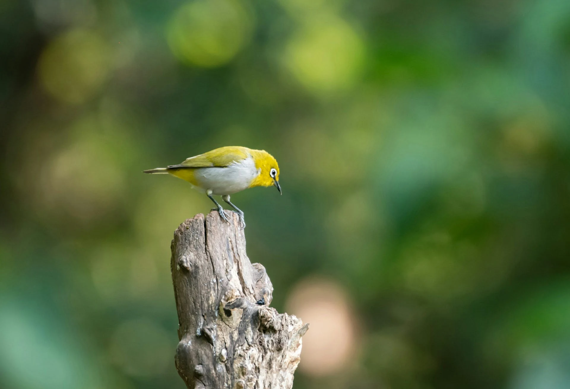Birding in Sattal Uttarakhand Birding in Sattal Uttarakhand