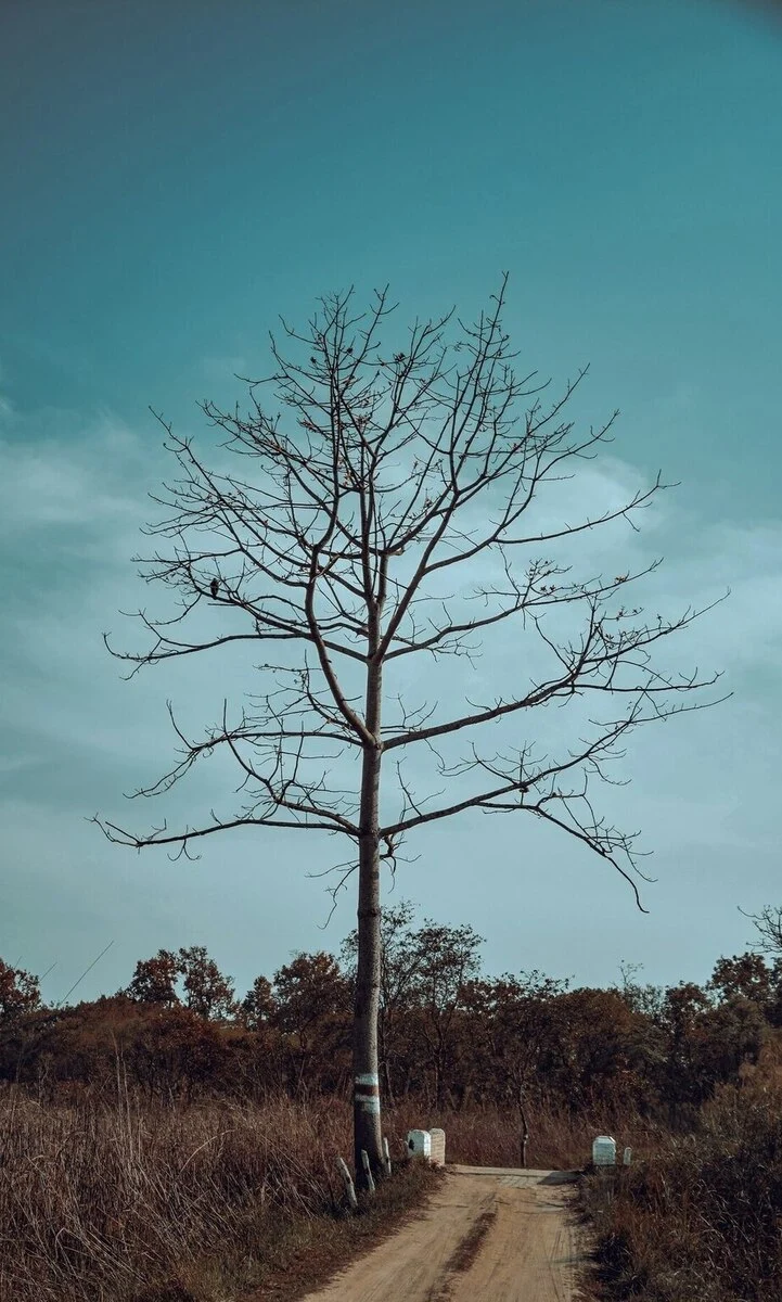 pilibhit-safari-image