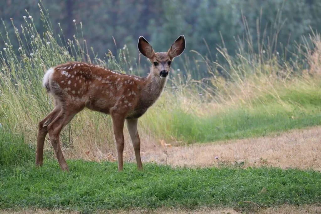 fauna-in-pilibhit fauna-in-pilibhit