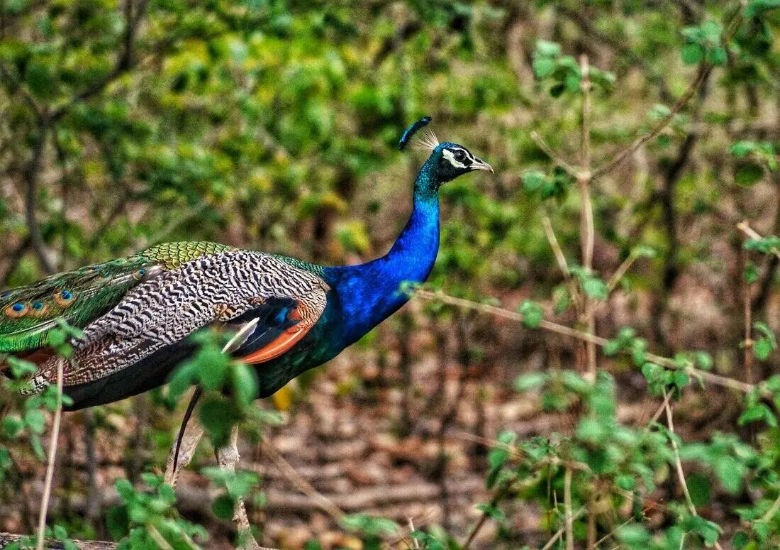some-history-of-pilibhit history of Satpura tiger reserve