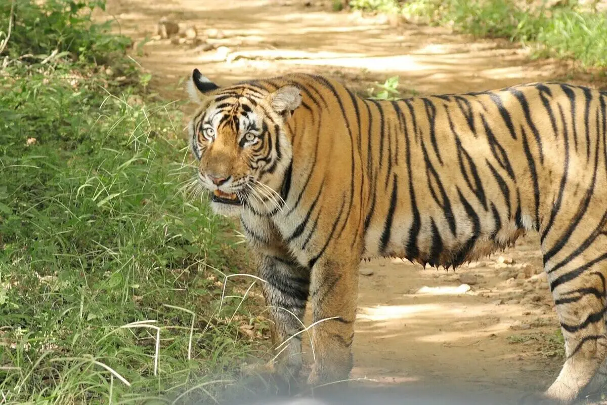 pilibhit-safari-zones Pench fixed deapture tour