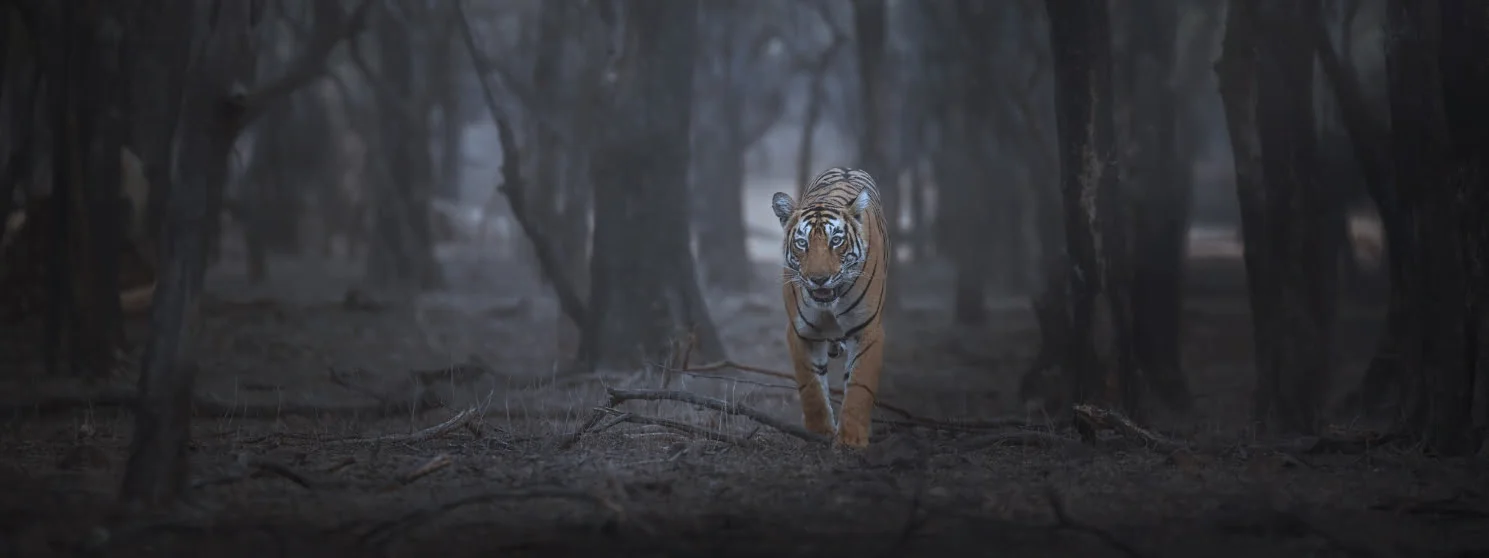 Nagzira Night Safari Nagzira Night Safari