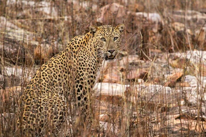 safari-gates-of-nagzira wildlife in safari zones of Satpura