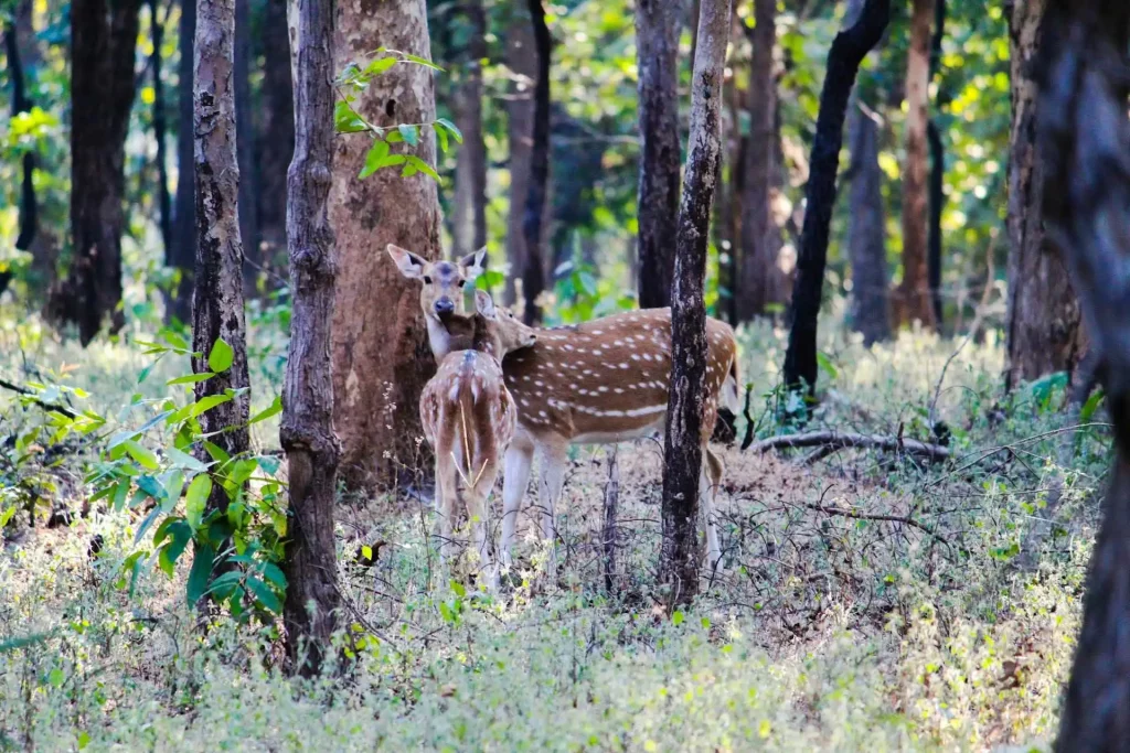 Fauna in Nagzira Fauna in Nagzira