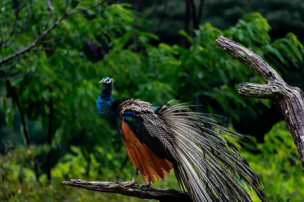 peafowl in monsson tiger safaris during monsoon season