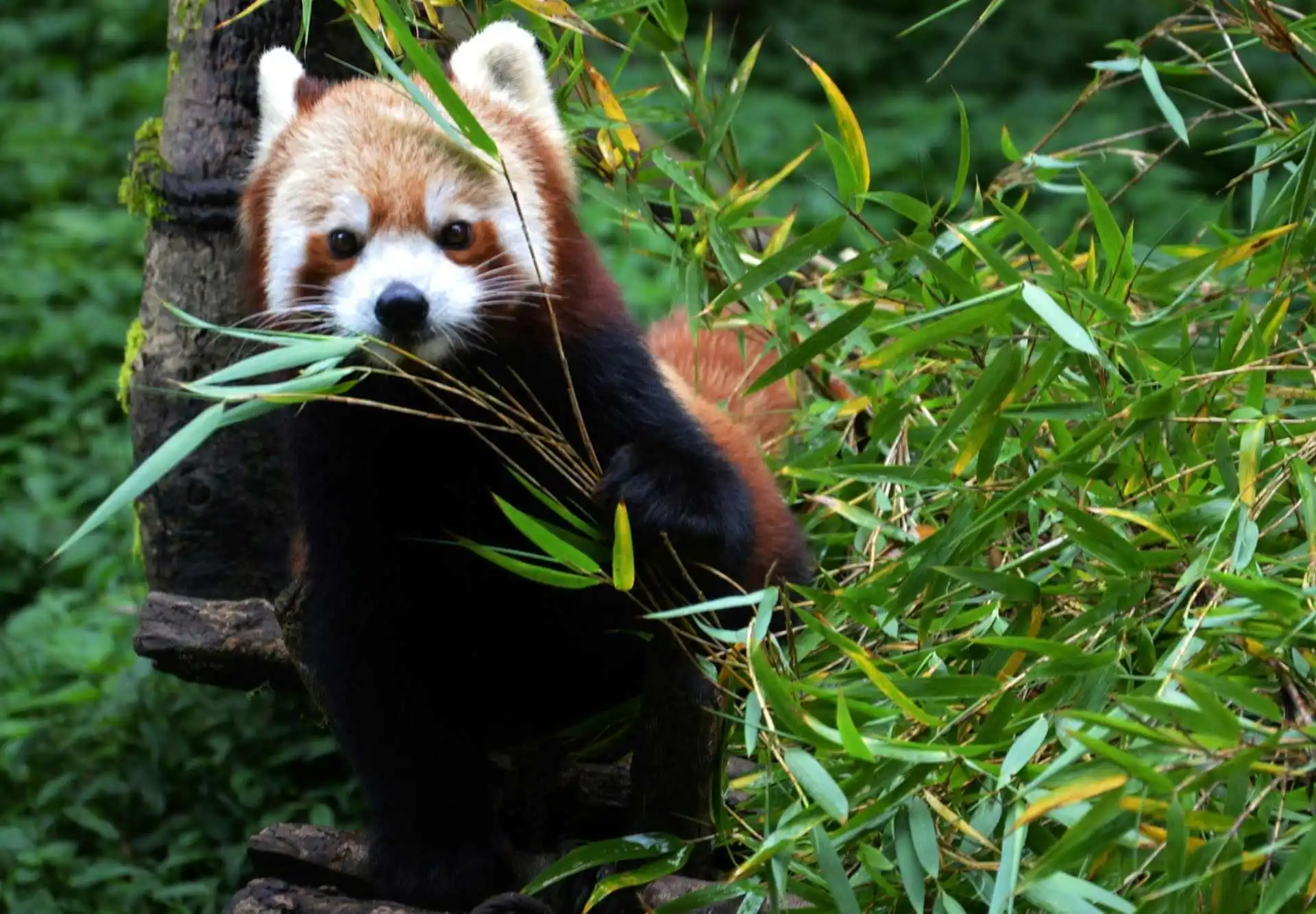 Red Panda in India Red Panda, Firefox