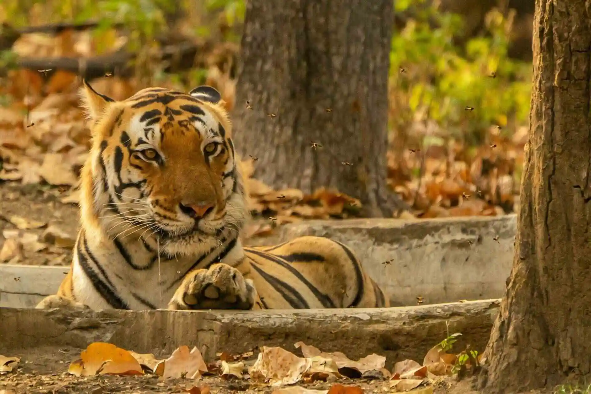 Bengal Tiger in Kanha Tiger Reserve Bengal Tiger in Kanha Tiger Reserve