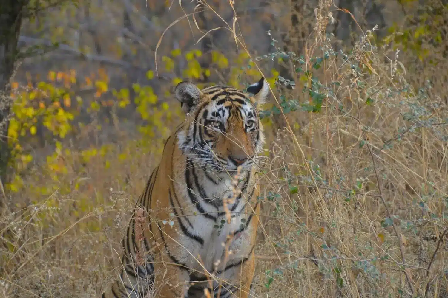 ranthambore-machali-tigress Kanha Tiger Reserve Tiger
