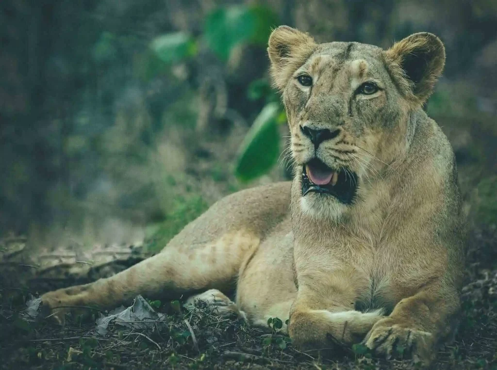 Asiatic Lion in Gir National PArk Asiatic Lion in Gir National PArk