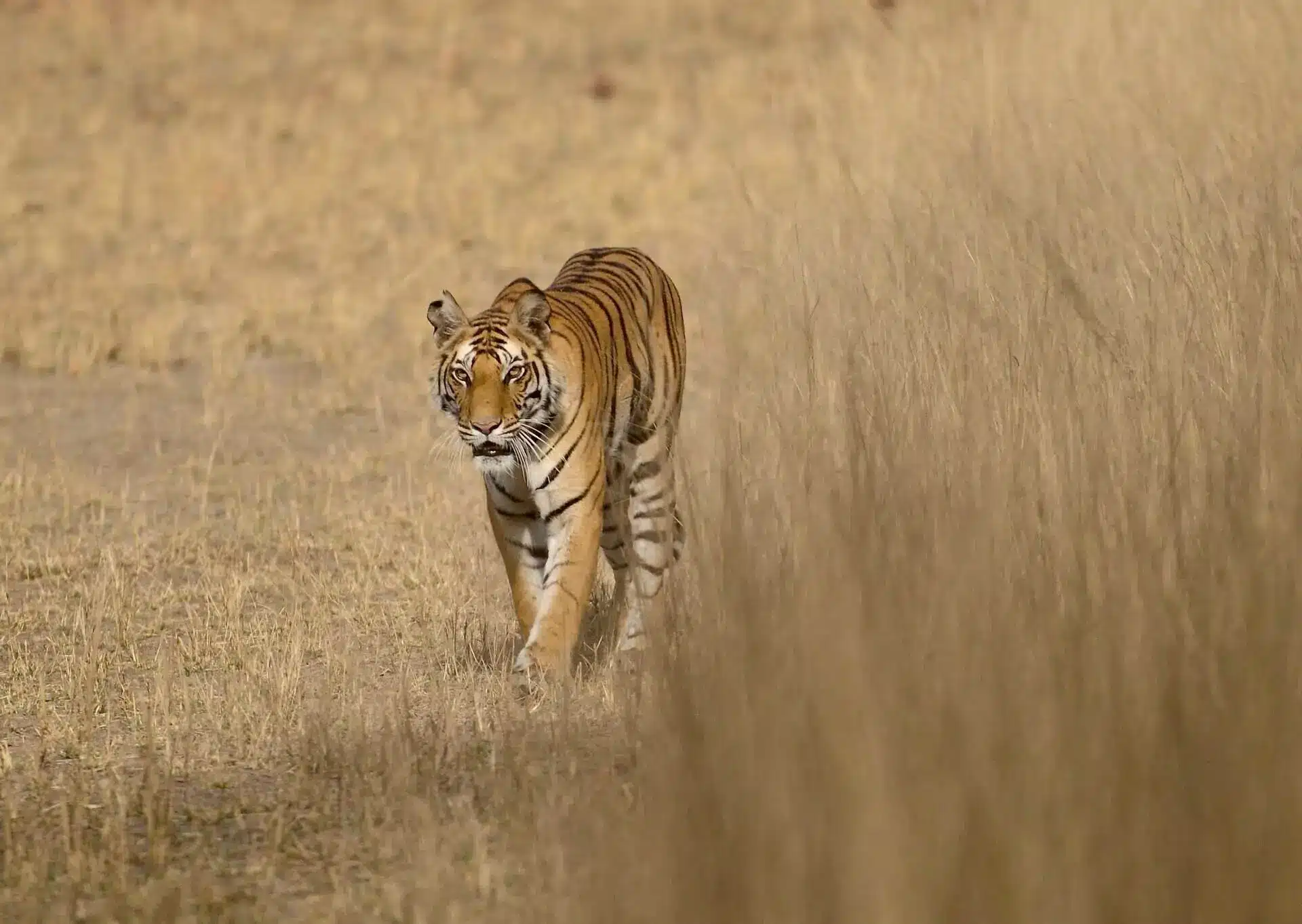 Pench kanha & bandhavgarh fixed departure tour Pench kanha & bandhavgarh fixed departure tour