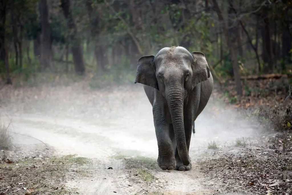 Elephant of corbett tiger reserve Elephant of corbett tiger reserve
