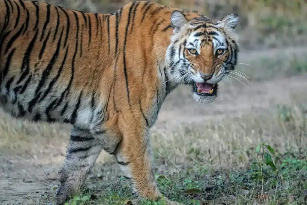 tiger in corbett tiger reserve tiger in corbett tiger reserve