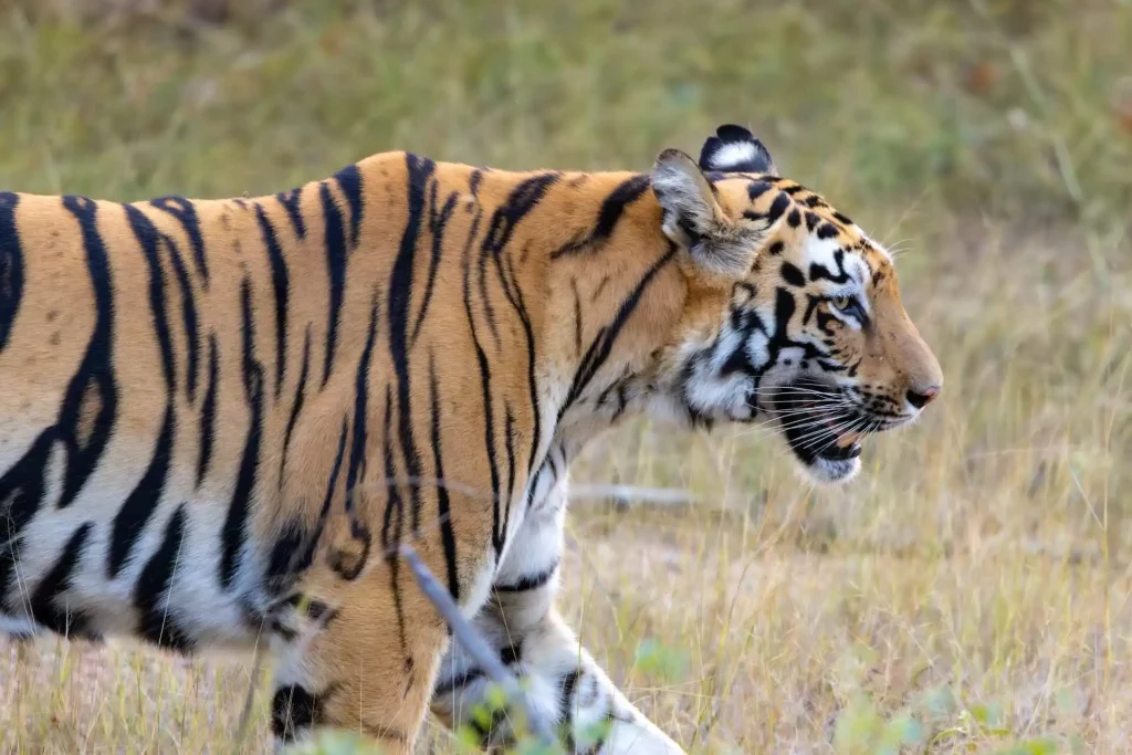 Bengal Tiger in kanha national park - kanha pench fixed departure tour Bengal Tiger in kanha national park - kanha pench fixed departure tour
