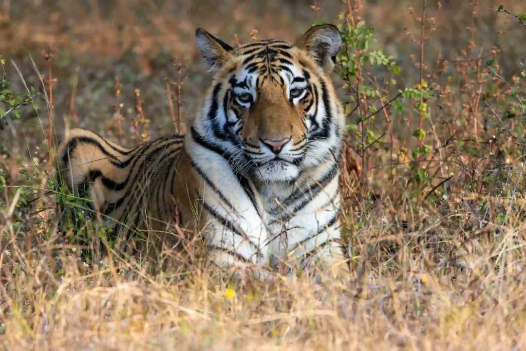 Pench Tadoba fixed departure Tour Pench Tadoba fixed departure Tour