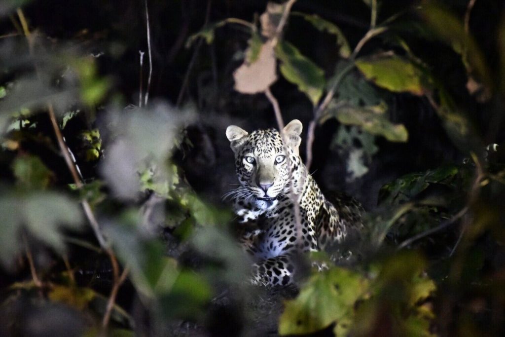 Panna Night Safari Panna Night Safari