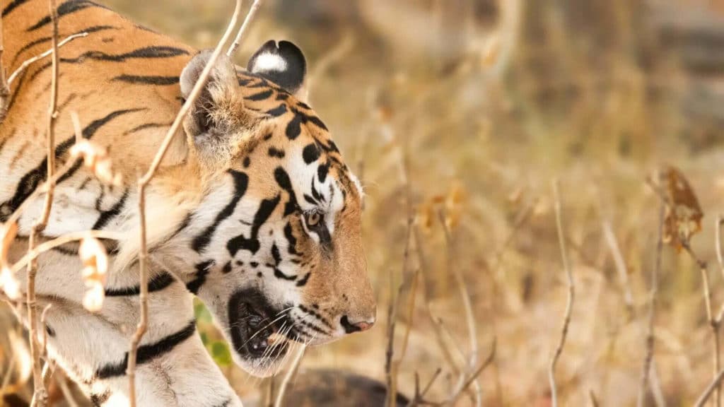 Panna tiger reserve safari Panna tiger reserve safari