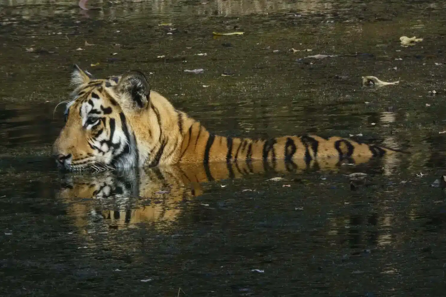 Tadoba national Park in Monsoon Tadoba national Park in Monsoon
