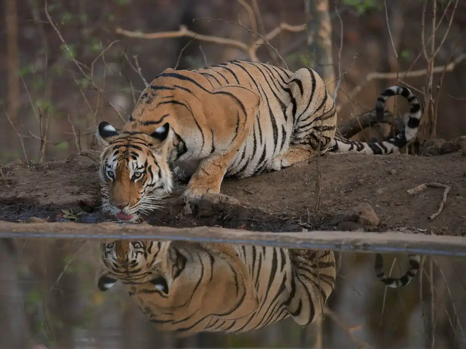 Pench Tiger Safari in Monsoon Pench Tiger Safari in Monsoon